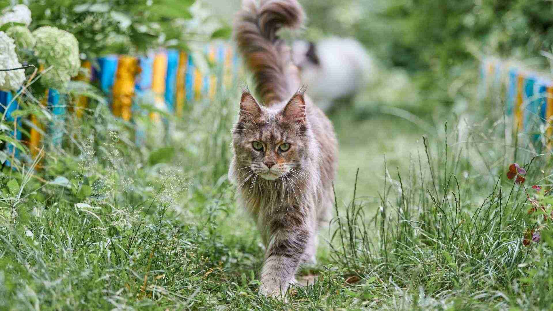 Fotos gato maine coon